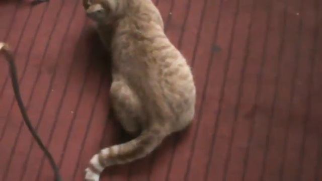 Мой кот настоящий хишник смотреть онлайн