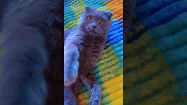 🔴КОТ СМОКИ🔴 смотреть онлайн