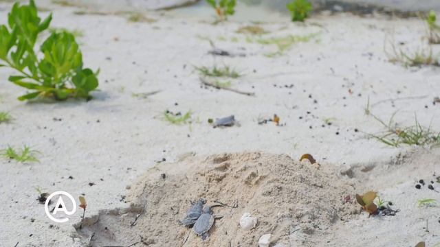 Baby Sea Turtles make their way to the sea at Atlantis Bahamas смотреть онлайн
