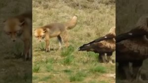 Олами хайвонот