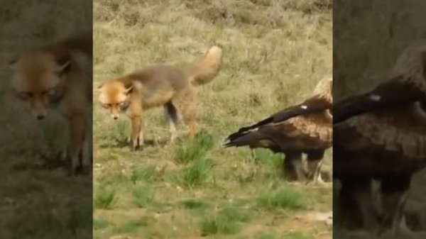 Олами хайвонот