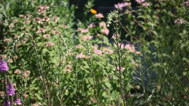 Pollinator Plants for food and shelter on Garden Bite смотреть онлайн