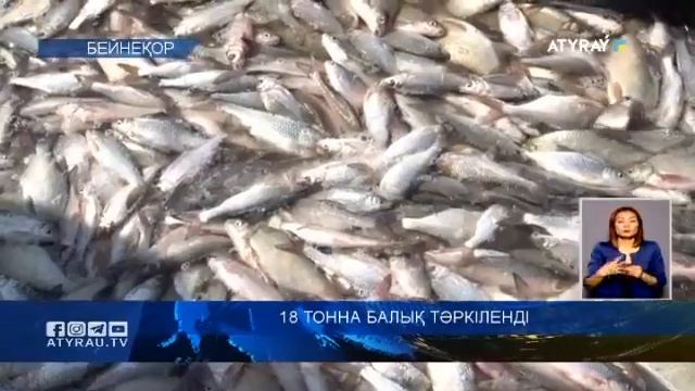 18 тонна балық тәркіленді смотреть онлайн