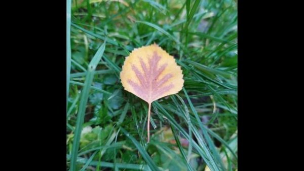 глава 11 Многие лета Благие лета