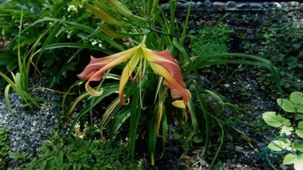 Лилейник Heavenly Mr Twister