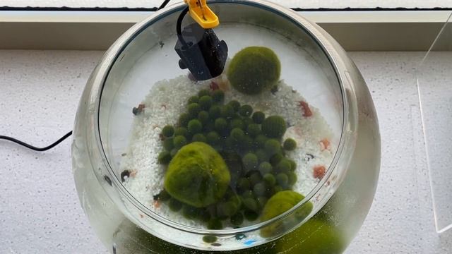 How to setup an aquarium that Marimo rolls смотреть онлайн