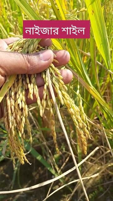 নাইজারশাইল চালের মতও উচ্চফলনশীল ধান, ব্রি ধান 49 смотреть онлайн