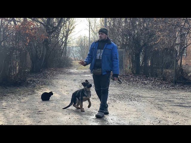 Немецкая овчарка-Отработка команды ко мне-6-йдень/Дейл 4 месяца смотреть онлайн