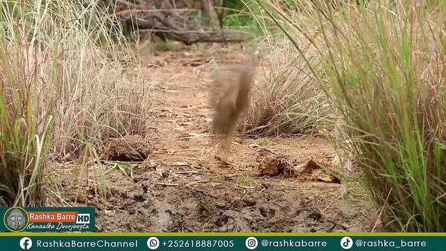 Small Creatures but Deadly смотреть онлайн