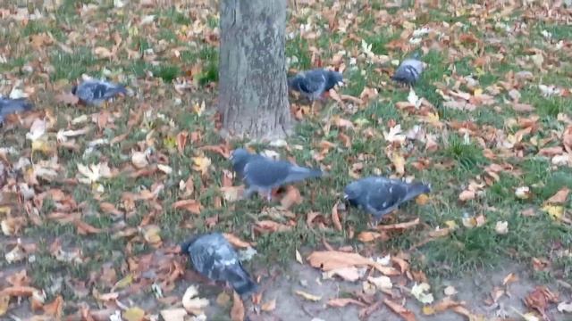 Шустрые #голуби в парке. Nimble #pigeons in the park. смотреть онлайн