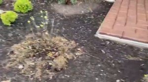 Крупнолистные гортензии ранней весной. Санитарная обрезка гортензий весной