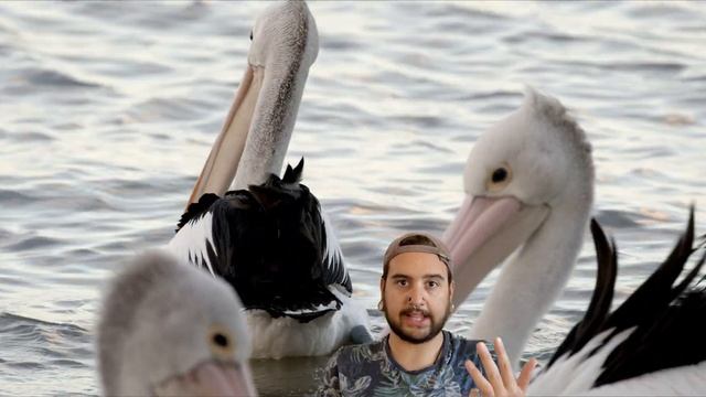 Wild Australia: The Australian Pelican смотреть онлайн