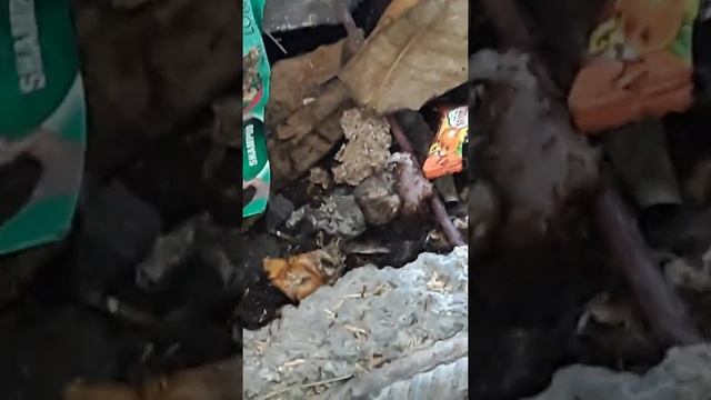 Friendly ant's смотреть онлайн