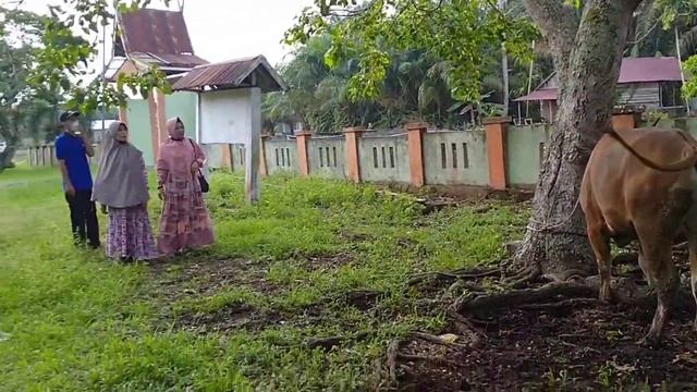 TANDUK PANJANG||Kurban Keluarga Besar SMP Negeri 1 Kempas смотреть онлайн