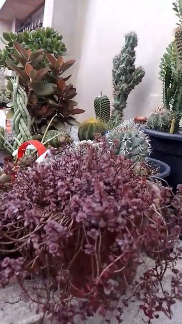Sedum Spurium Voodoo #shorts_video #shortsviral #shortsyoutube #shorts #shortsvideo #shortsbeta смотреть онлайн