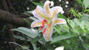 ヤマユリ/gold-banded lily//Lilium auratumユリ科