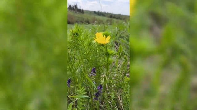 Липецкая обл. Урочище Быкова шея 10.05.24 смотреть онлайн