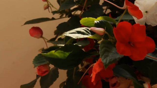 Camera test смотреть онлайн