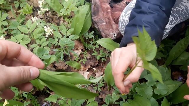 В лес по черемшу и сныть смотреть онлайн