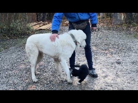 Польская Подгалянская овчарка/КУРС ПОСЛУШАНИЯ/ДРЕССИРОВКА С КОТАМИ/ ЛОРД 10 месяцев смотреть онлайн