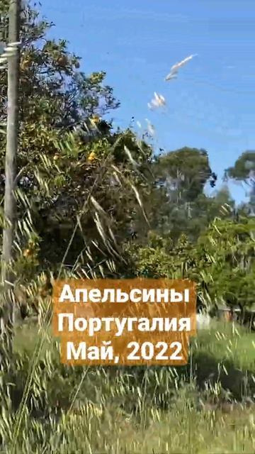 Апельсины на деревьях, в Португалии смотреть онлайн