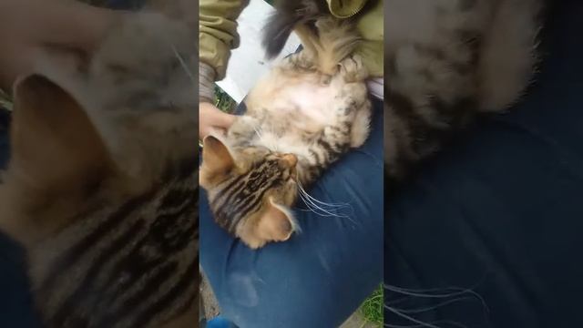 Спасение Кошки от БЛОХ смотреть онлайн