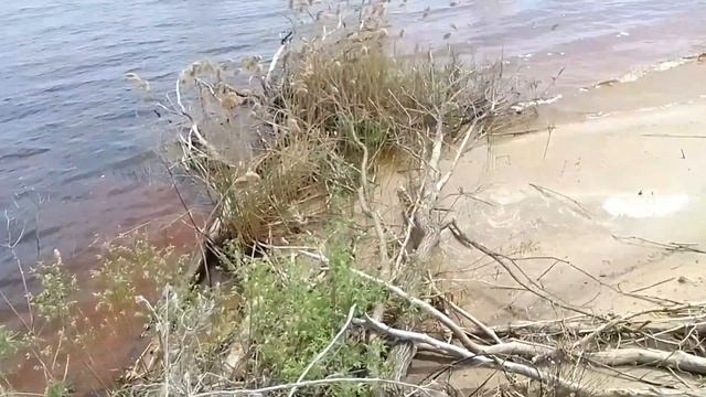 Прогулка и провожаем дорогую любимую гостью смотреть онлайн