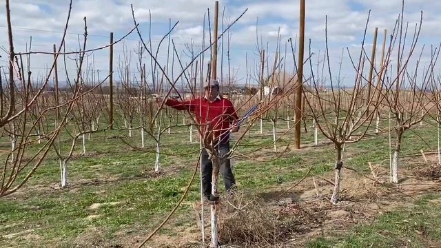 Pruning Cherry trees trained with KGB training system смотреть онлайн