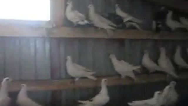 Голуби Василия Дмитриевич 0984646213 г Бердичев 7 смотреть онлайн