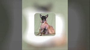 моя собачка одета дороже тебя - песня