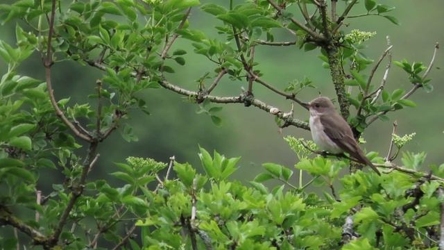 A Spotted Flycatcher in the Peak District, with Blackcap & Willow Warbler singing in the background смотреть онлайн