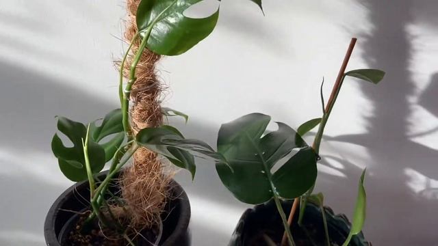 Rhaphidophora Tetrasperma Vs Epipremnum Pinnatum [Both Species Next To Each Other For Comparison]