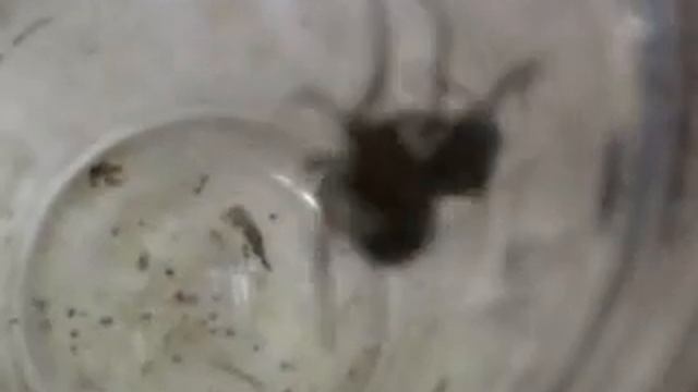 Ragno domestico cattura un Moscone - House Spider catches a Bluebottle смотреть онлайн