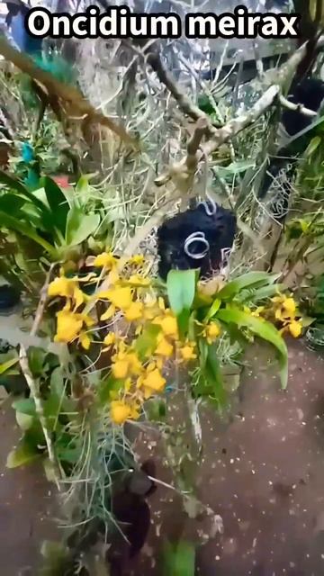Cyrtochilum meirax. @orquibook9009 #orquideasbrasil #orquibor #orquideas смотреть онлайн