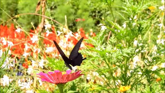 ムビる17588 20200824 003 クロアゲハ？ kuroageha смотреть онлайн