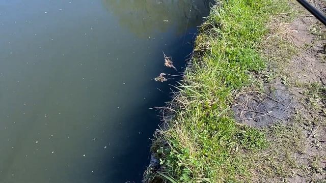 Street Fishing 🎣. Ротаны в Пулковском парке #streetfishing