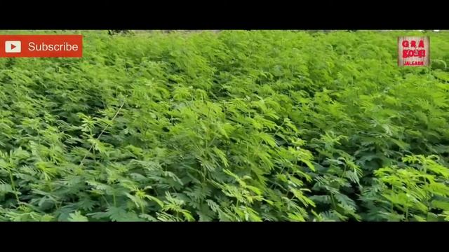 Lucerne & Hedge lucerne at G R A Goats | #Rajka #Alfaalfa #Dashrat #Green fodder смотреть онлайн