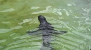 Москва, зоопарк 2007