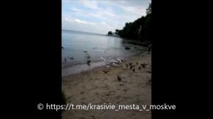 Крик чайки звук