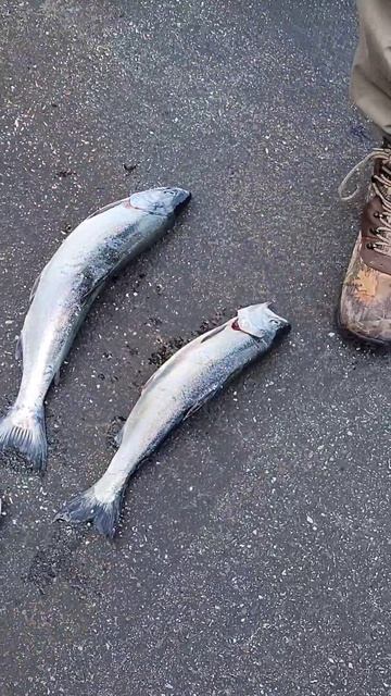 3 Man Limit of BIG Salmon and Trout on Lake Michigan #shorts #fishing #lakemichigan #salmonfishing смотреть онлайн