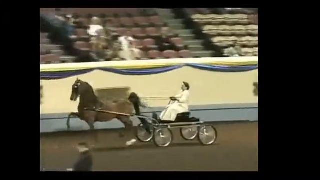 TARA'S FIREWALKER Park Harness/Saddle Morgan смотреть онлайн