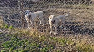 Смертельный бой трёх собак / Два алабая против стаффа!