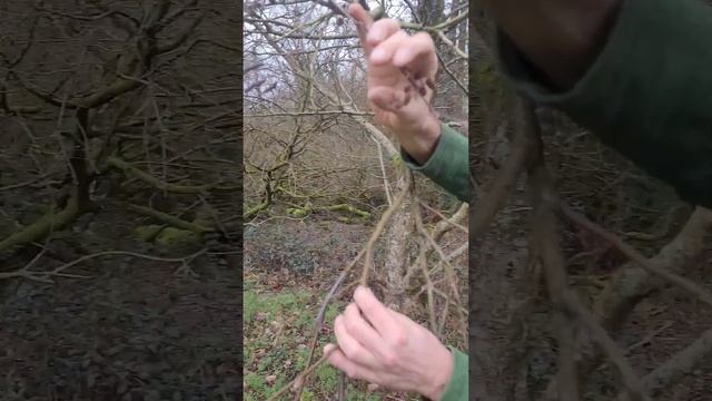 IIdentify Alder Catkins #nativetrees #gardening #permaculture #woodland #adventure #nature смотреть онлайн