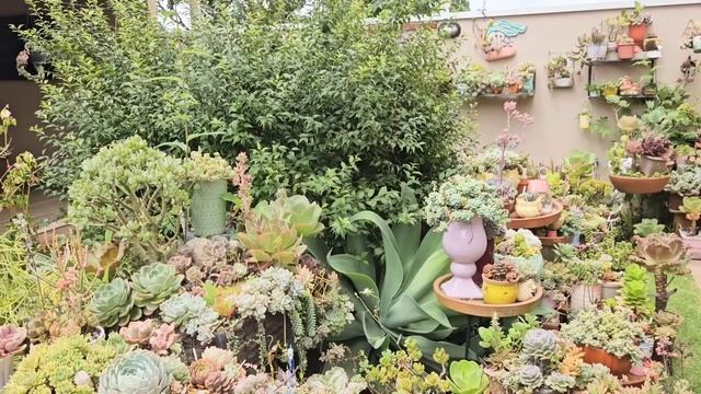 AS MELHORES PRÁTICAS PARA GARANTIR QUE O SOL BENEFICIE SUAS SUCULENTAS смотреть онлайн