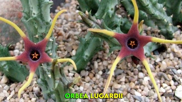 14 ESPÉCIES DE CACTOS E PLANTAS SUCULENTAS PARA IDENTIFICAÇÃO