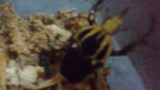 Mecynorhina torguata ugandensis from Kingdom of Beetle Taiwan .mp4 смотреть онлайн