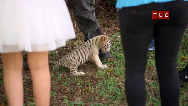 Photoshoot with a Baby Tiger | Sweet 15: Quinceanera смотреть онлайн