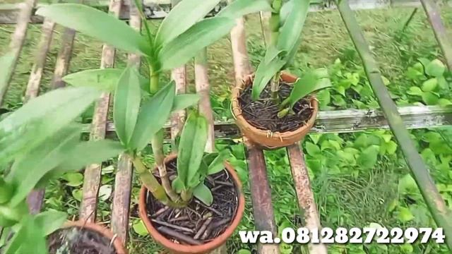 promo Anggrek Dendrobium Sudah Kenop Anggrek Paket 3 смотреть онлайн