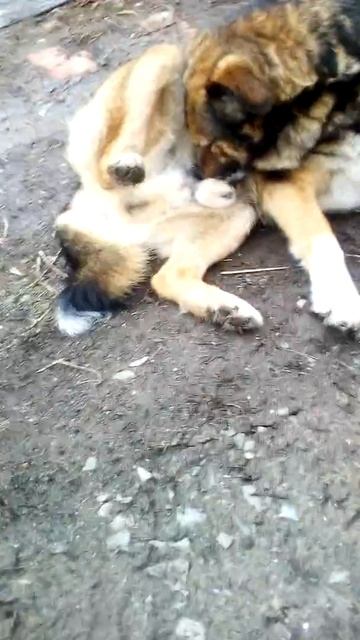 Сабака сасёт смотреть онлайн