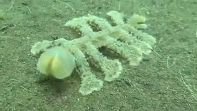 EXTRAÑA CRIATURA QUE NO SABIAS QUE EXISTÍA Nudibranch Melibe . смотреть онлайн